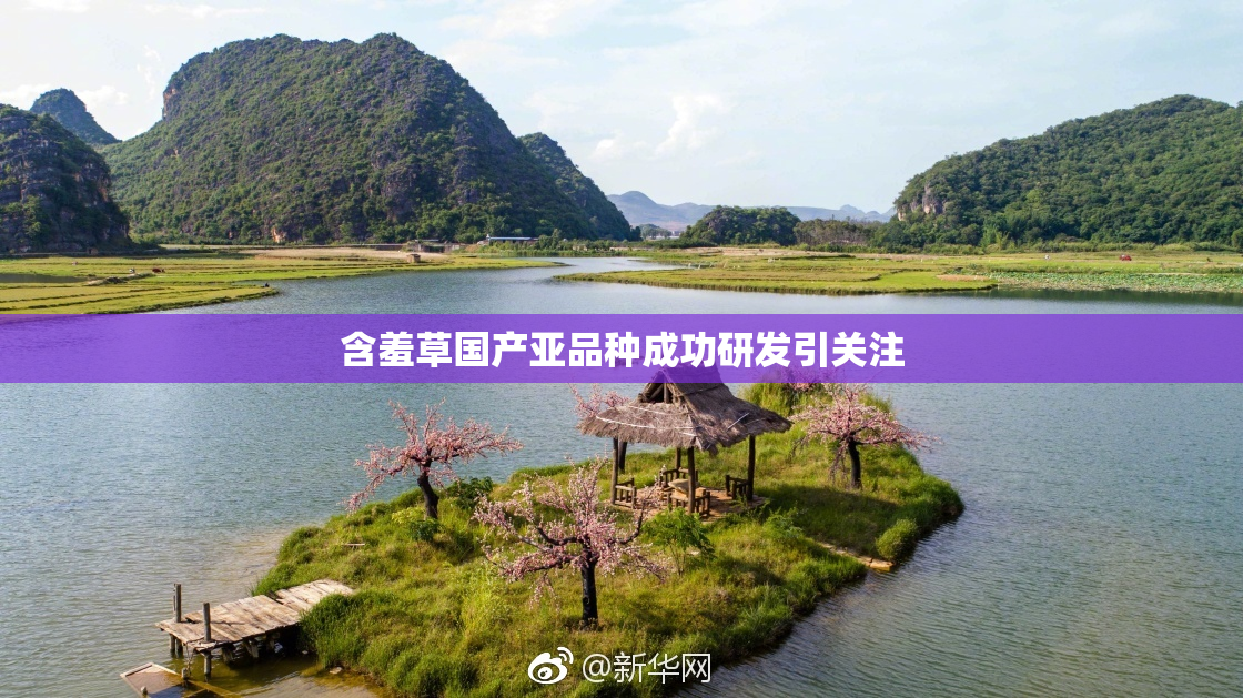 含羞草国产亚品种成功研发引关注