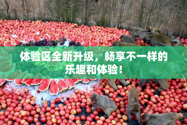 体验区全新升级，畅享不一样的乐趣和体验！