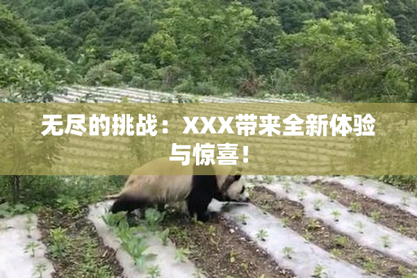 无尽的挑战：XXX带来全新体验与惊喜！
