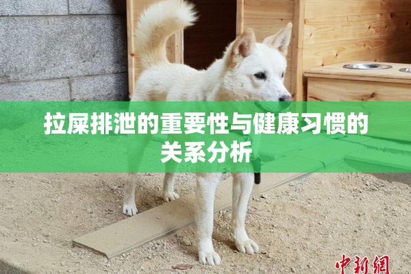 拉屎排泄的重要性与健康习惯的关系分析