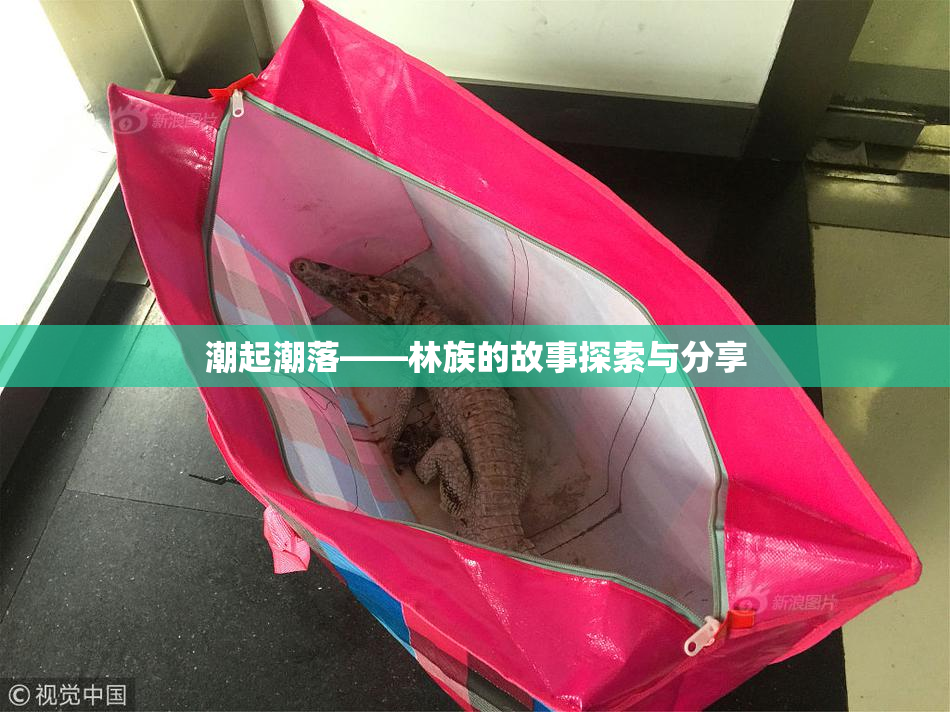 潮起潮落——林族的故事探索与分享