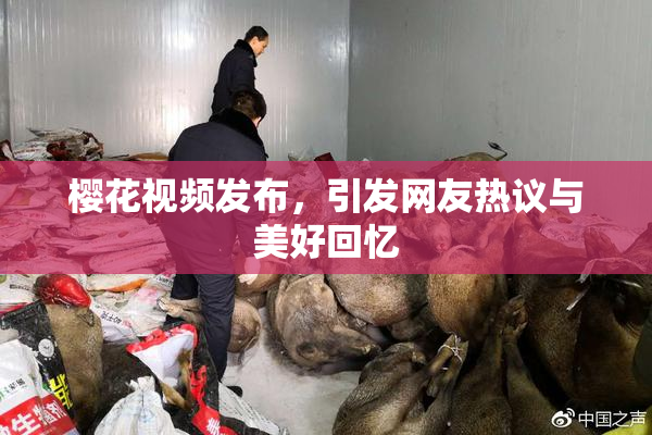 樱花视频发布，引发网友热议与美好回忆