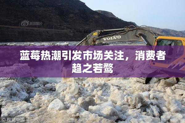 蓝莓热潮引发市场关注，消费者趋之若鹜