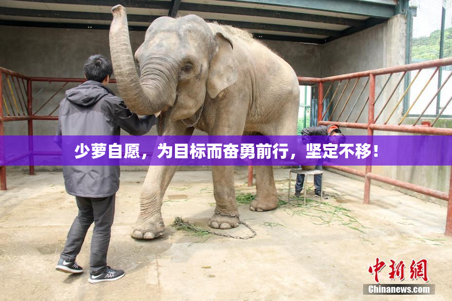 少萝自愿，为目标而奋勇前行，坚定不移！