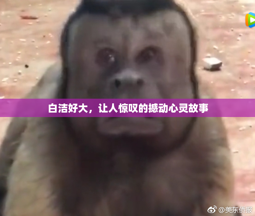 白洁好大，让人惊叹的撼动心灵故事