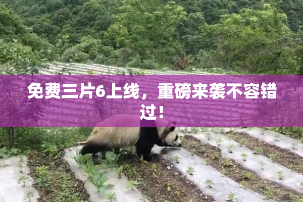 免费三片6上线，重磅来袭不容错过！