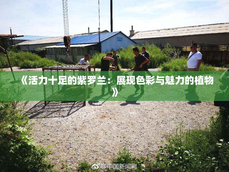 《活力十足的紫罗兰：展现色彩与魅力的植物》