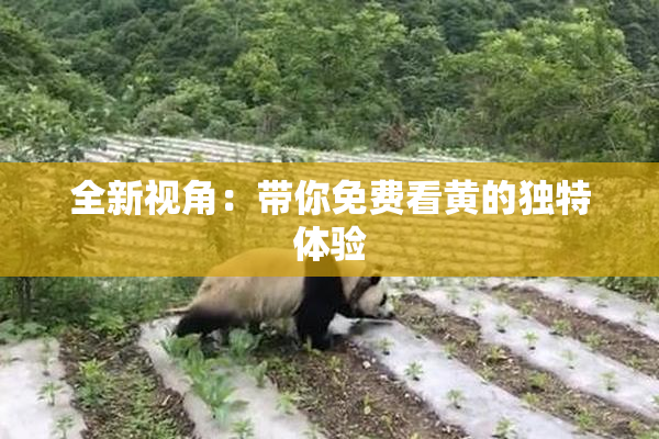 全新视角：带你免费看黄的独特体验