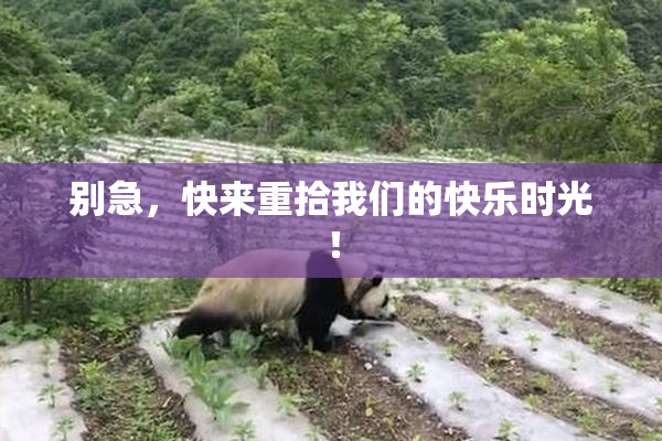 别急，快来重拾我们的快乐时光！