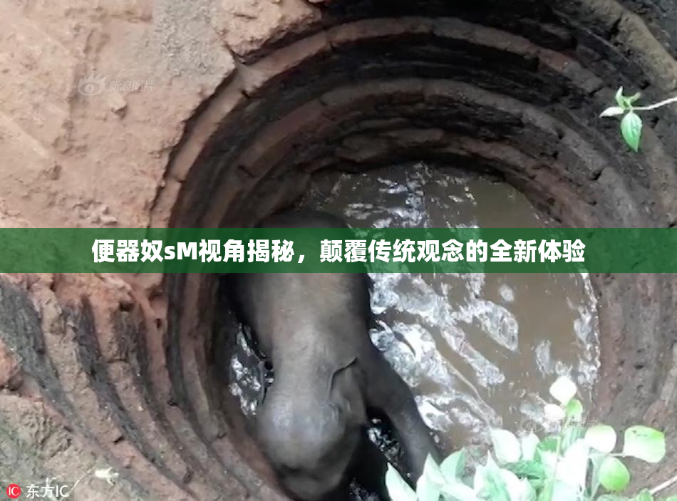 便器奴sM视角揭秘，颠覆传统观念的全新体验