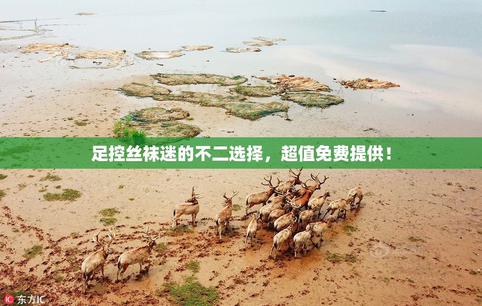 足控丝袜迷的不二选择，超值免费提供！