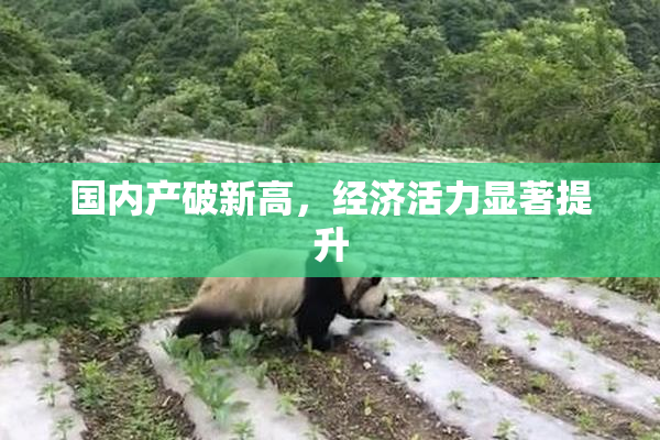 国内产破新高，经济活力显著提升