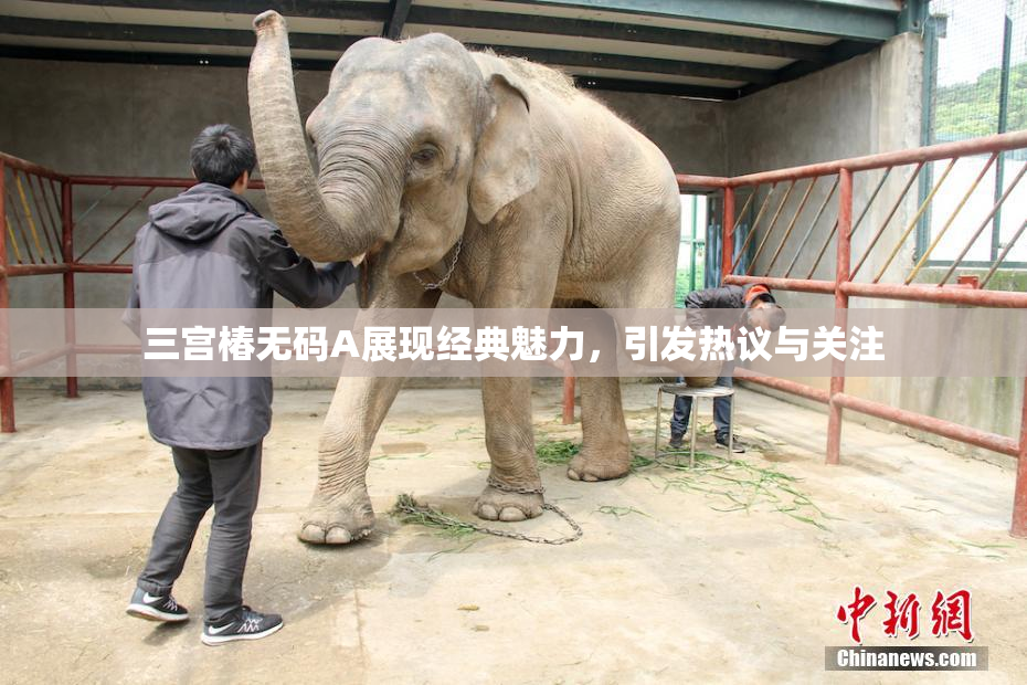 三宫椿无码A展现经典魅力，引发热议与关注
