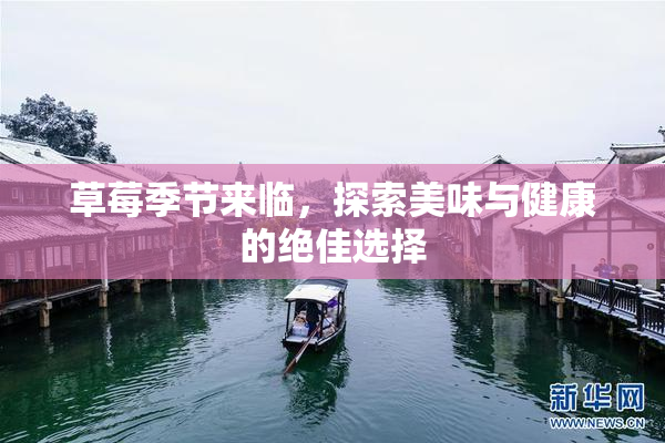 草莓季节来临，探索美味与健康的绝佳选择