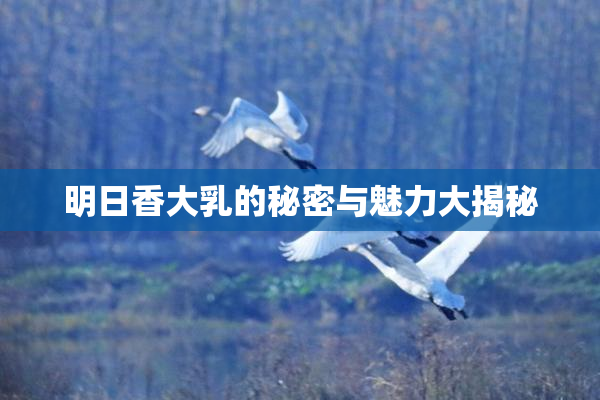 明日香大乳的秘密与魅力大揭秘