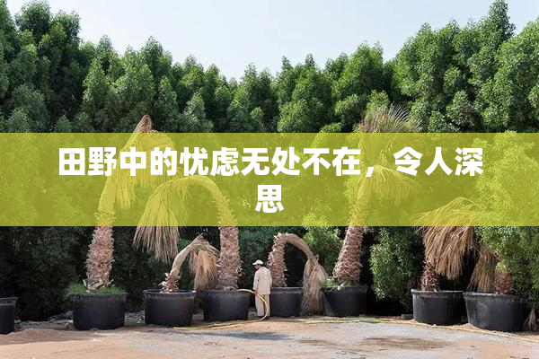 田野中的忧虑无处不在，令人深思