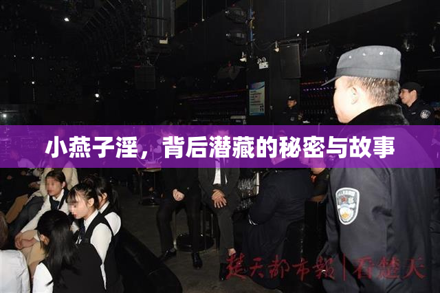小燕子淫，背后潜藏的秘密与故事