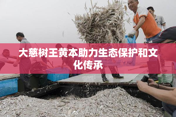 大慈树王黄本助力生态保护和文化传承