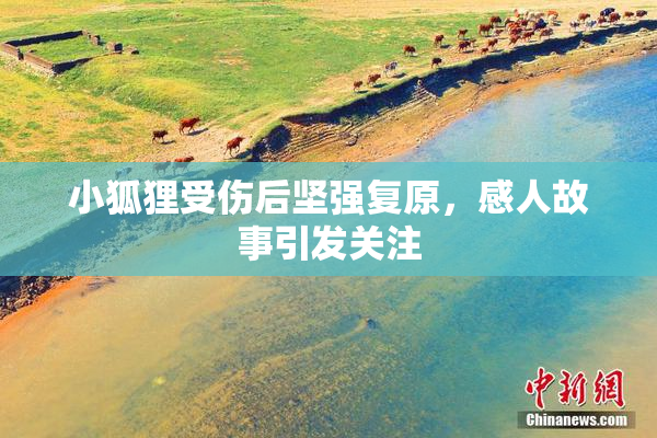 小狐狸受伤后坚强复原，感人故事引发关注