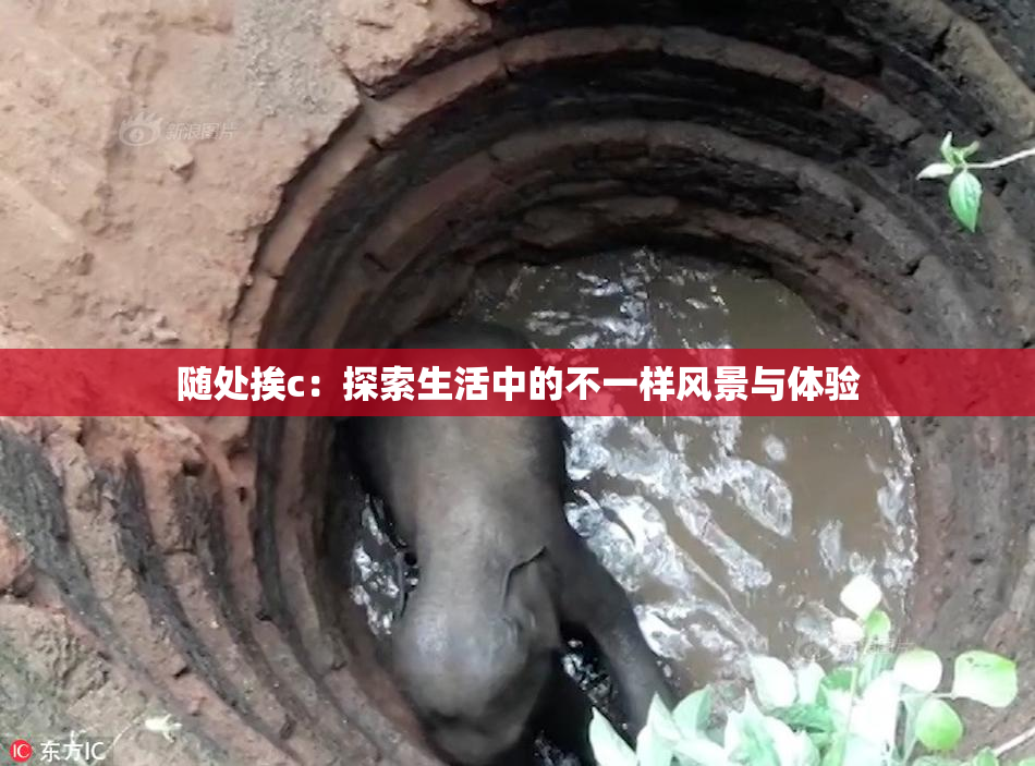 随处挨c：探索生活中的不一样风景与体验