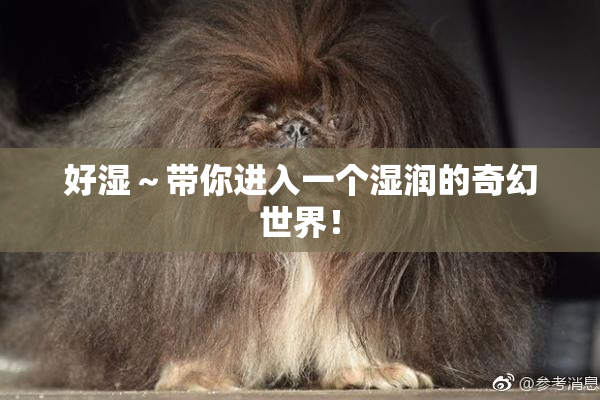 好湿～带你进入一个湿润的奇幻世界！