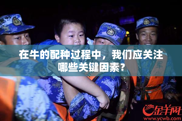 在牛的配种过程中，我们应关注哪些关键因素？