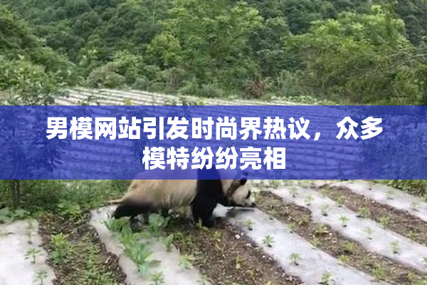 男模网站引发时尚界热议，众多模特纷纷亮相
