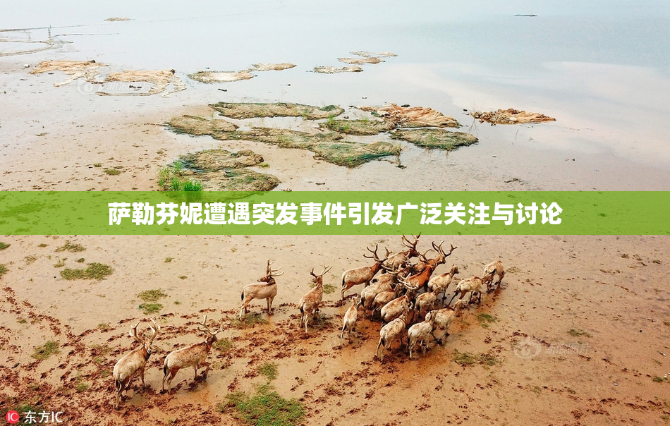 萨勒芬妮遭遇突发事件引发广泛关注与讨论