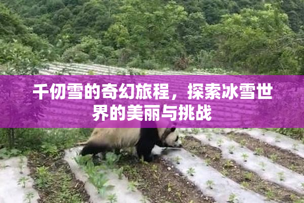 千仞雪的奇幻旅程，探索冰雪世界的美丽与挑战