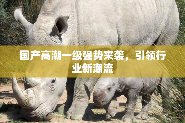 国产高潮一级强势来袭，引领行业新潮流