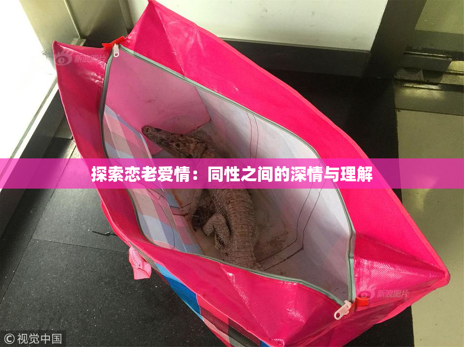 探索恋老爱情：同性之间的深情与理解