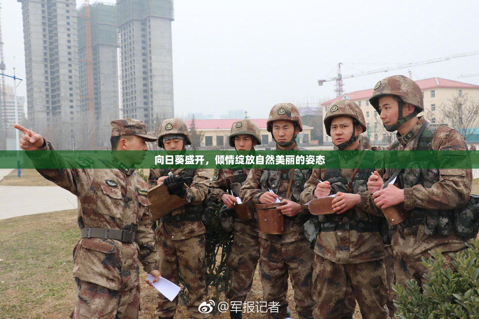 向日葵盛开，倾情绽放自然美丽的姿态