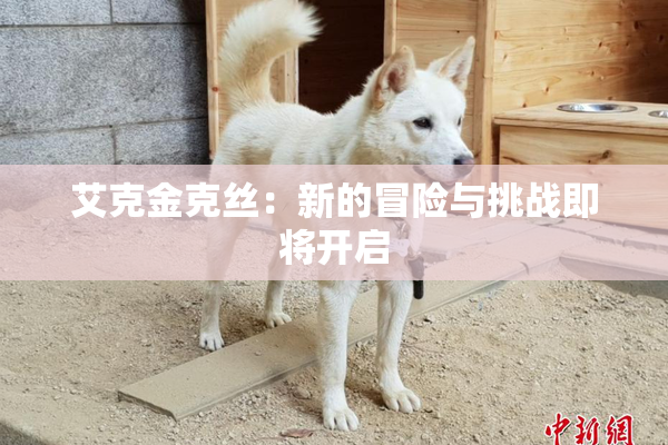 艾克金克丝：新的冒险与挑战即将开启