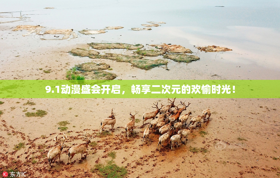 9.1动漫盛会开启，畅享二次元的欢愉时光！