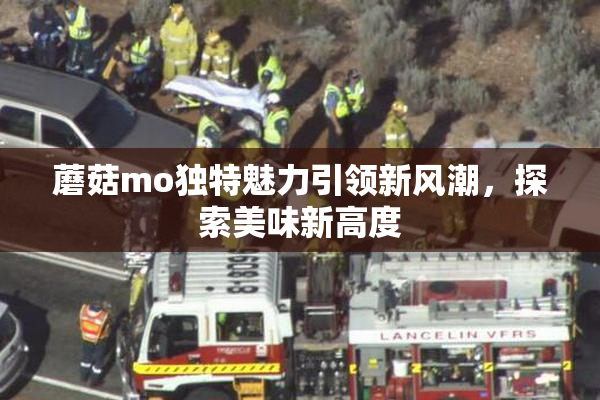 蘑菇mo独特魅力引领新风潮，探索美味新高度