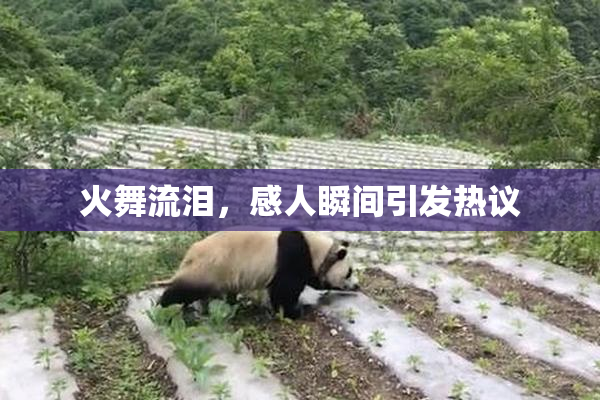 火舞流泪，感人瞬间引发热议