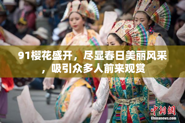 91樱花盛开，尽显春日美丽风采，吸引众多人前来观赏