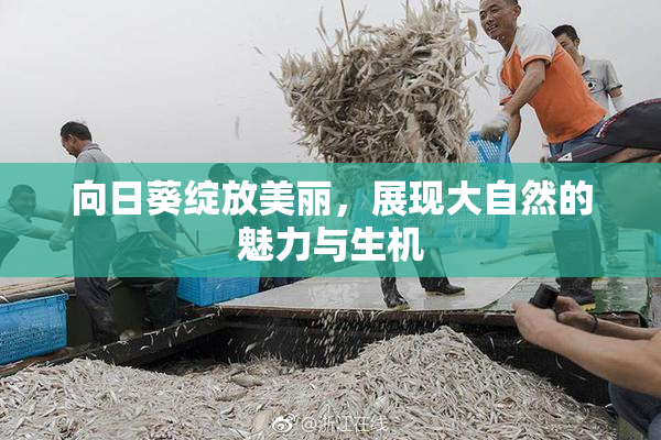向日葵绽放美丽，展现大自然的魅力与生机