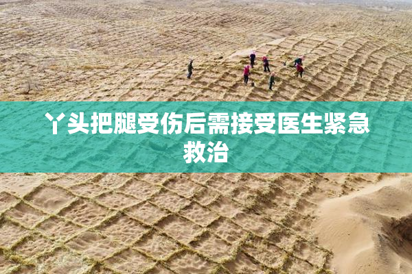 丫头把腿受伤后需接受医生紧急救治