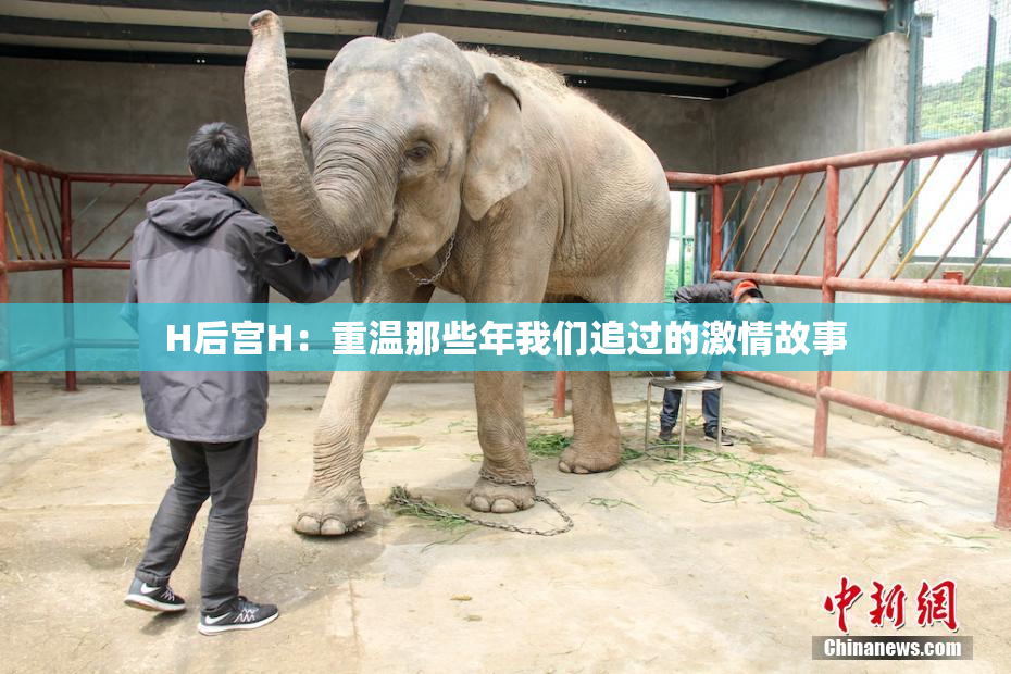 H后宫H：重温那些年我们追过的激情故事
