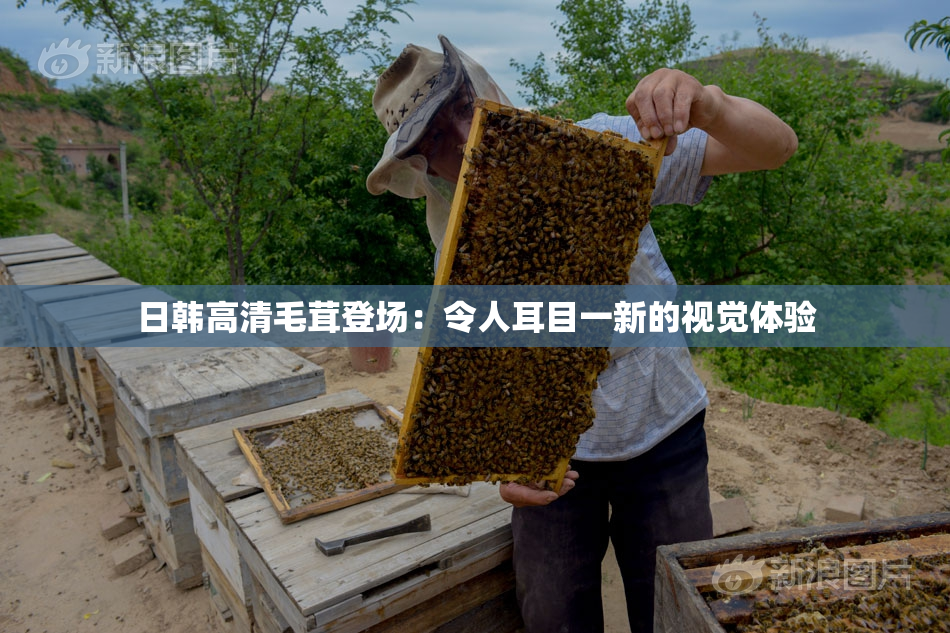 日韩高清毛茸登场：令人耳目一新的视觉体验