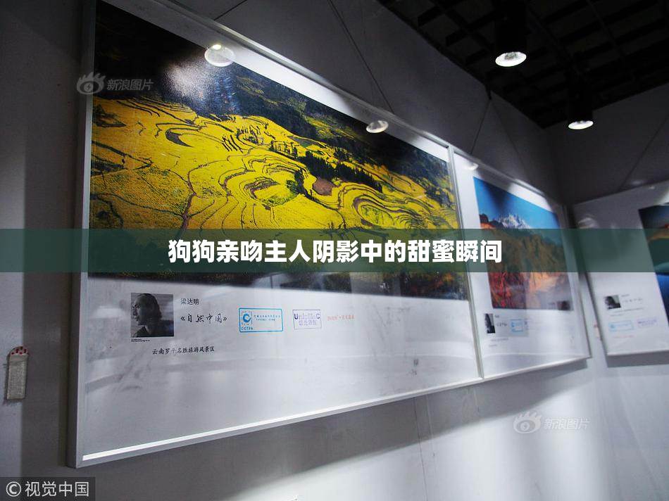 狗狗亲吻主人阴影中的甜蜜瞬间