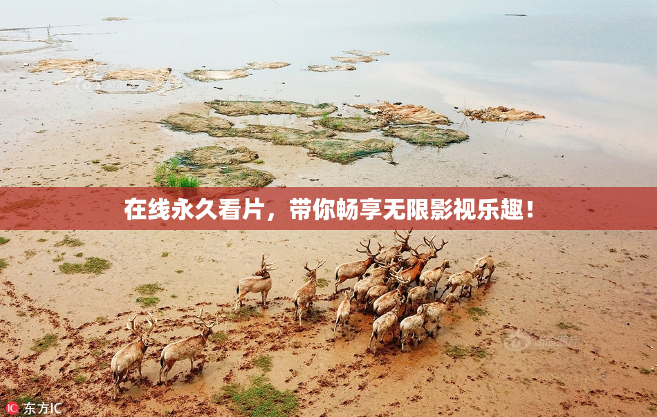 在线永久看片，带你畅享无限影视乐趣！