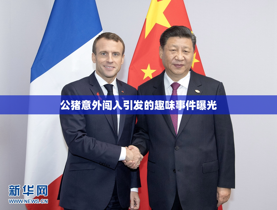 公猪意外闯入引发的趣味事件曝光