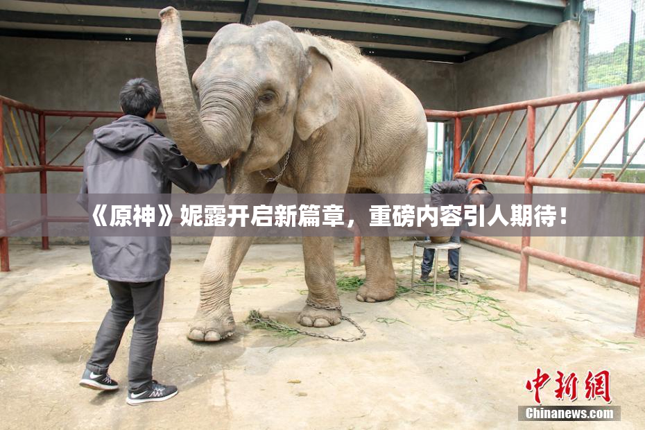 《原神》妮露开启新篇章，重磅内容引人期待！