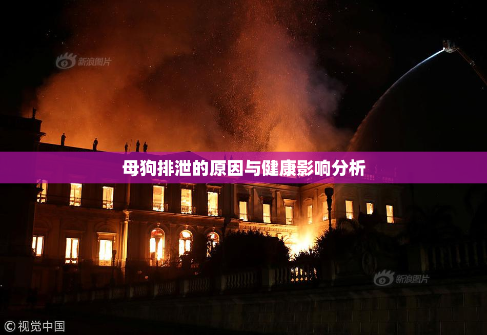 母狗排泄的原因与健康影响分析