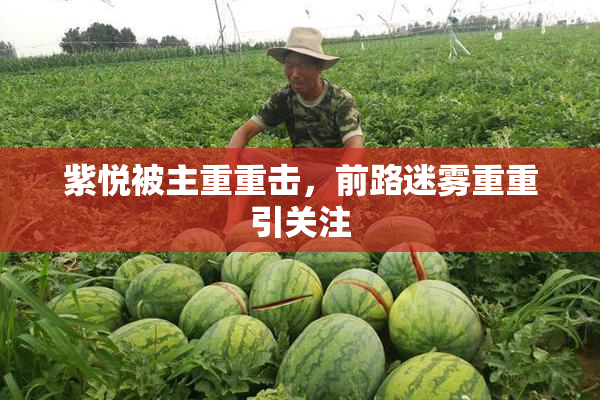 紫悦被主重重击，前路迷雾重重引关注