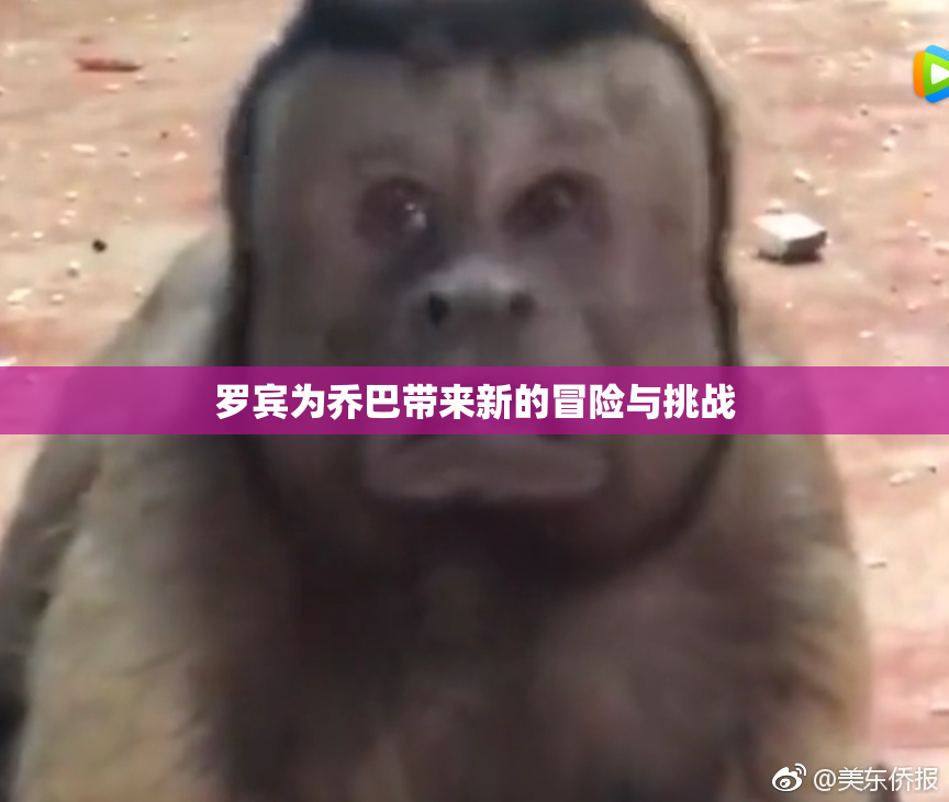罗宾为乔巴带来新的冒险与挑战
