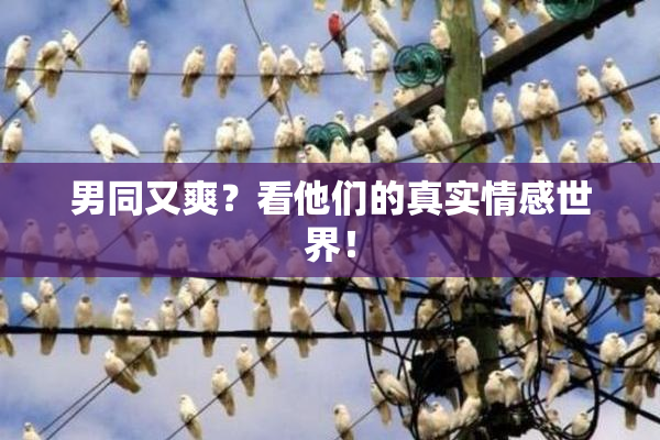 男同又爽？看他们的真实情感世界！