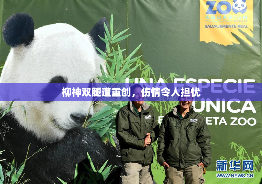 柳神双腿遭重创，伤情令人担忧